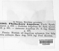 Phyllachora angelicae image